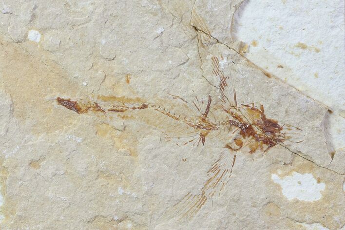 Fossil Flying Fish (Exocoetoides) - Lebanon #70426
